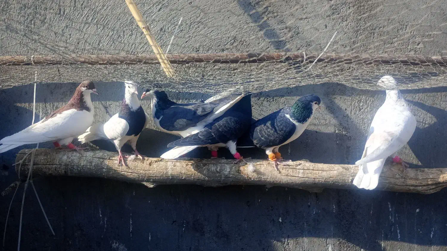 کبوتر رنگی|پرنده|دشتابی, |دیوار