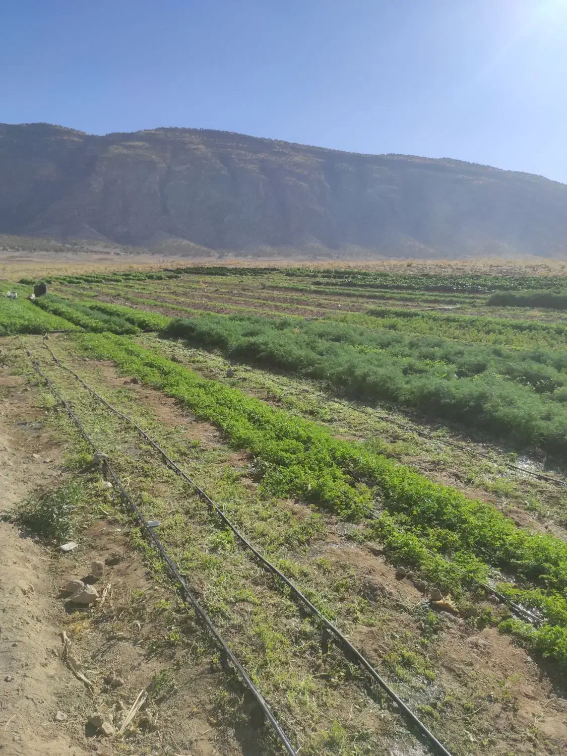 سبزی خورشتی درجه یک|خوردنی و آشامیدنی|رومشکان, |دیوار