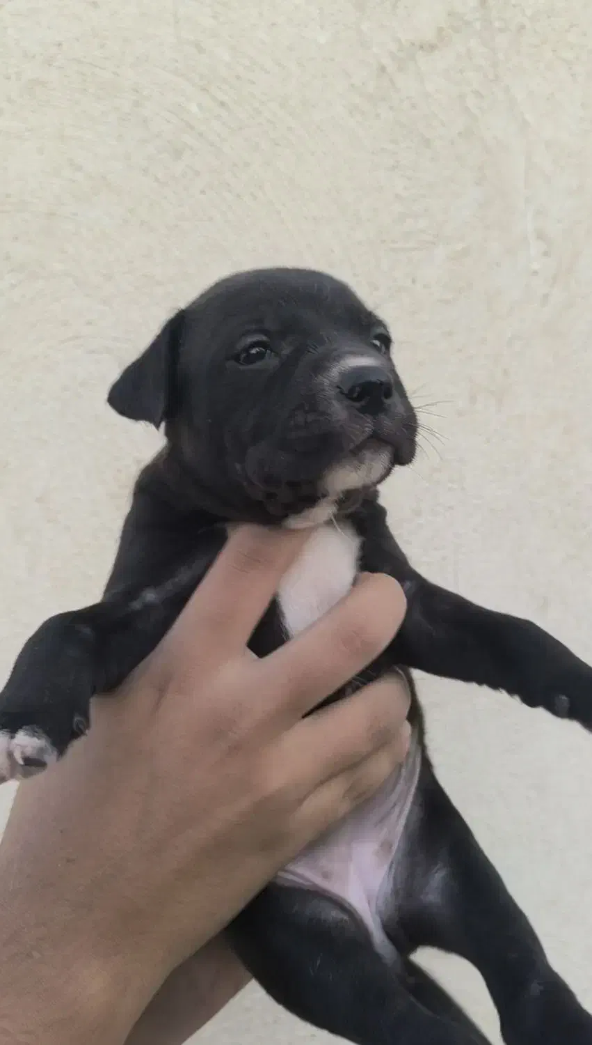 توله آمریکن پیتبول|سگ|ماهدشت, |دیوار