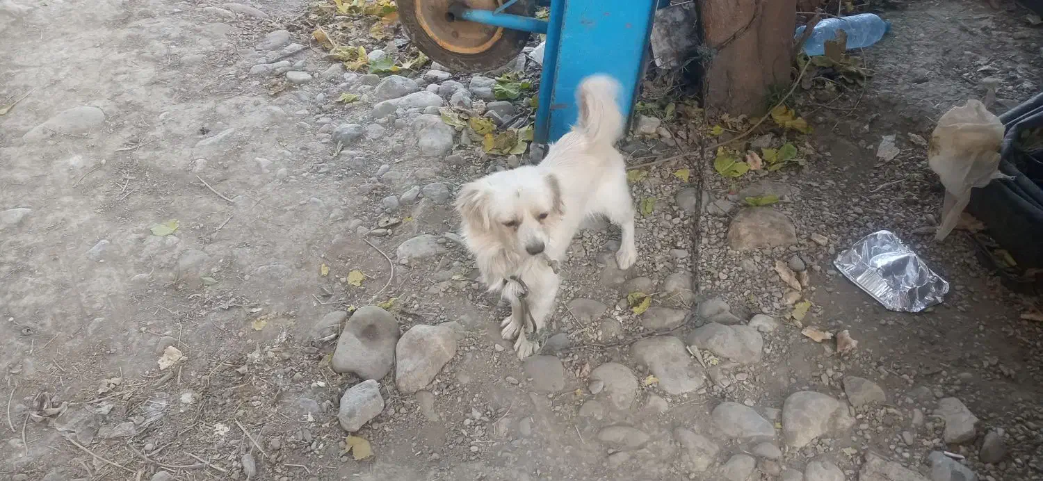 سگ پاکوتاه فک کوچیک 4میلیون تومان|سگ|رامیان, |دیوار