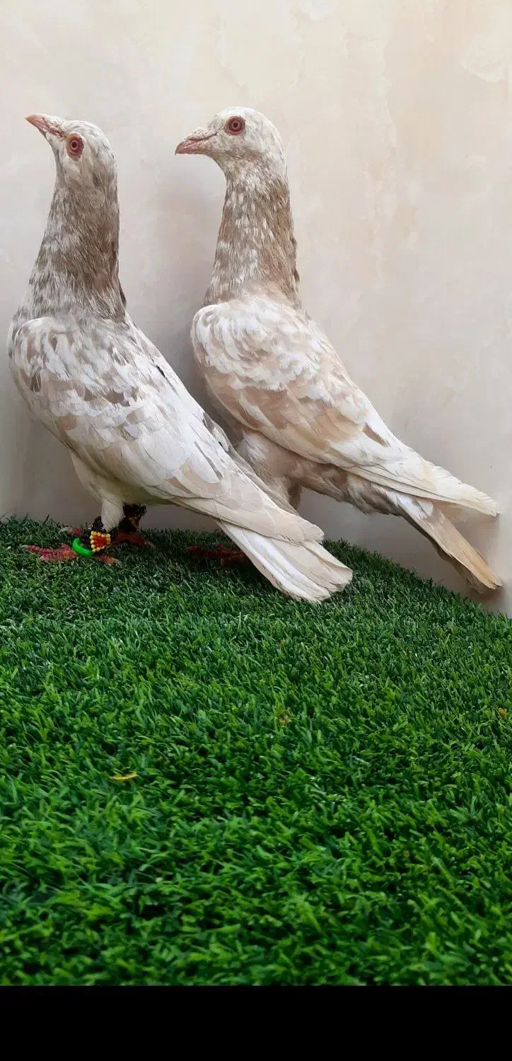 سار هفت‌ رنگ طلایی|پرنده|مشهد, ویلاشهر|دیوار