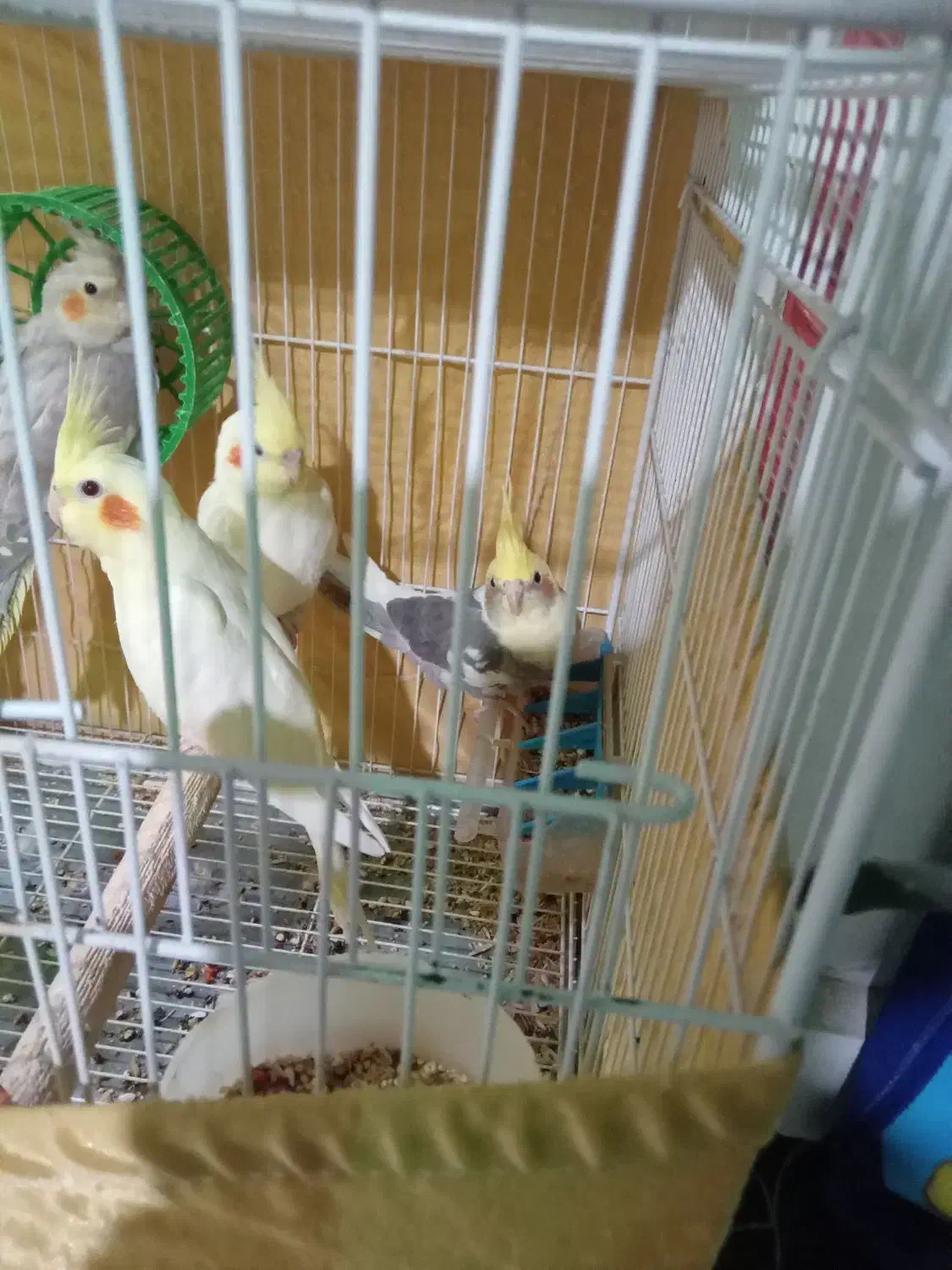 عروس هلندی|پرنده|پاکدشت, پاکدشت (مامازند)|دیوار