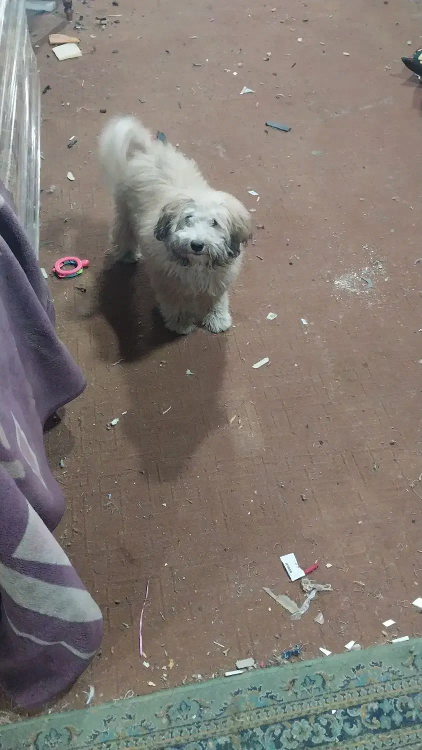 سک خیلی خب|سگ|چهاردانگه (تهران), |دیوار