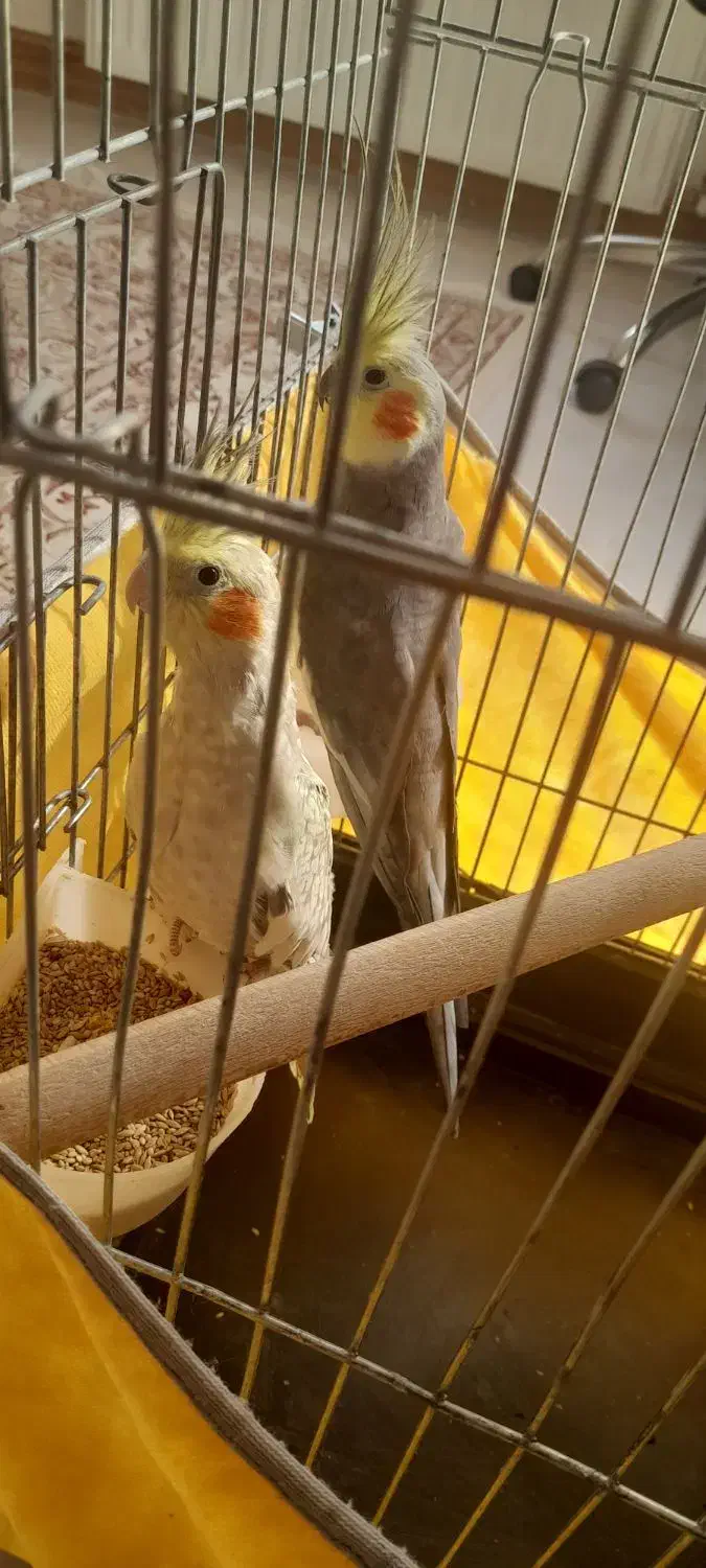 عروس هلندی مولد به شرط|پرنده|محمدیه-قزوین, |دیوار