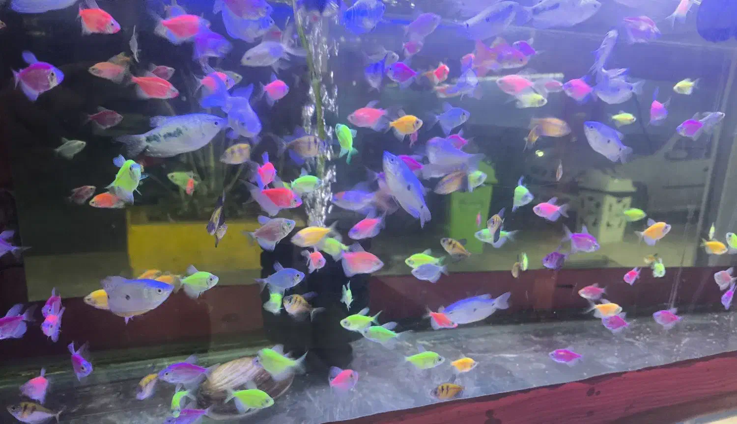 انواع ماهی آکواریومی با قیمت مناسب|ماهی|قائم‌شهر, |دیوار