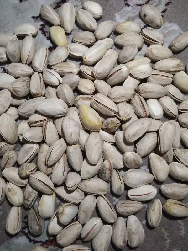 پسته اکبری دهن باز کیلیویی ۸۷۰|خوردنی و آشامیدنی|جوادآباد, |دیوار