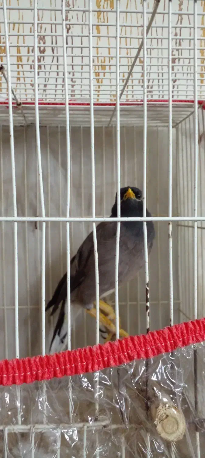 باندها دهنه خیلی بزرگ ویک جوجه مینا|حراج|تربت جام, حافظ|دیوار