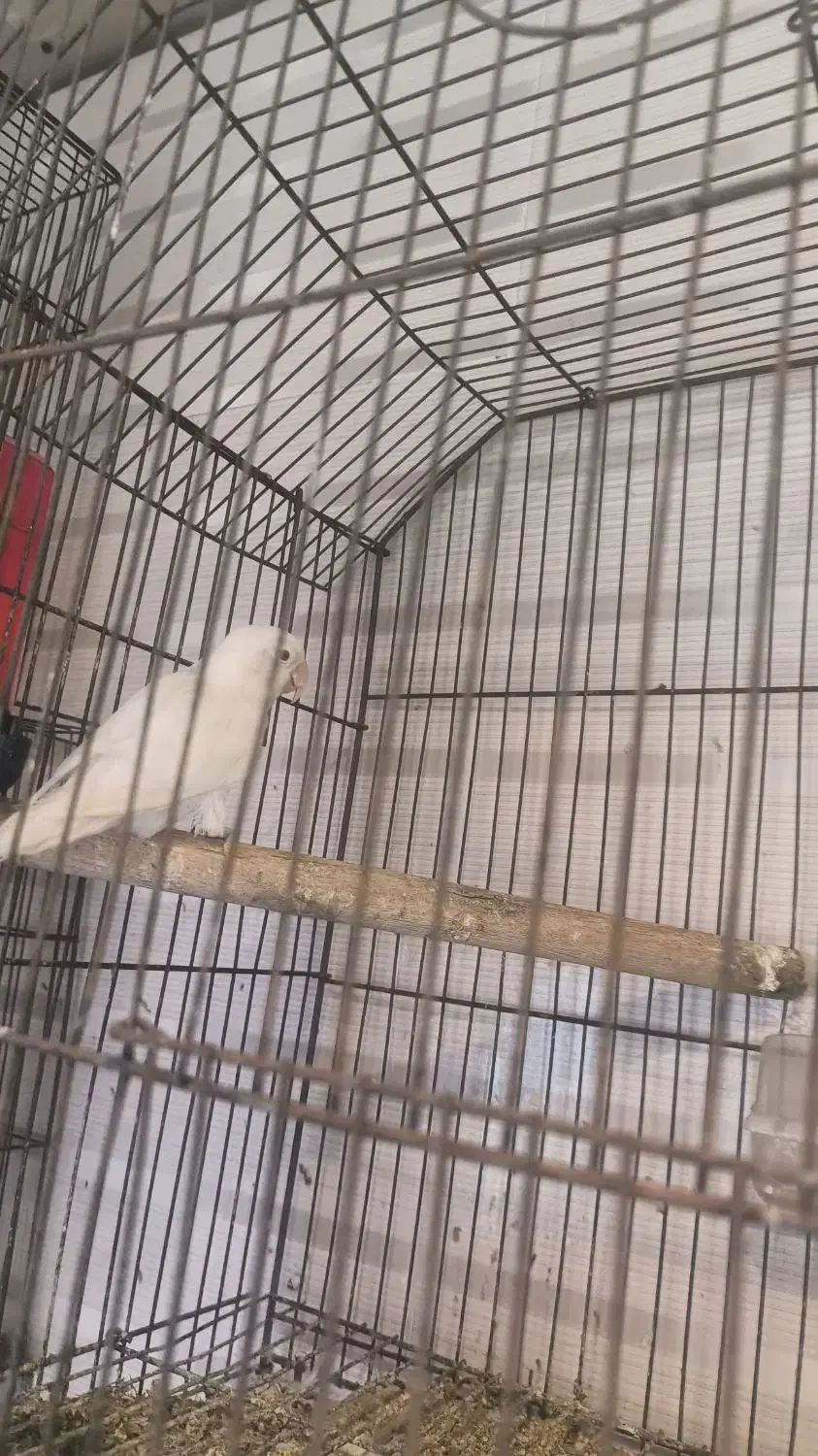 فروش طوطی برزیلی جفت های مولد اوپال و لبینو فیشر|پرنده|اهواز, فدک|دیوار