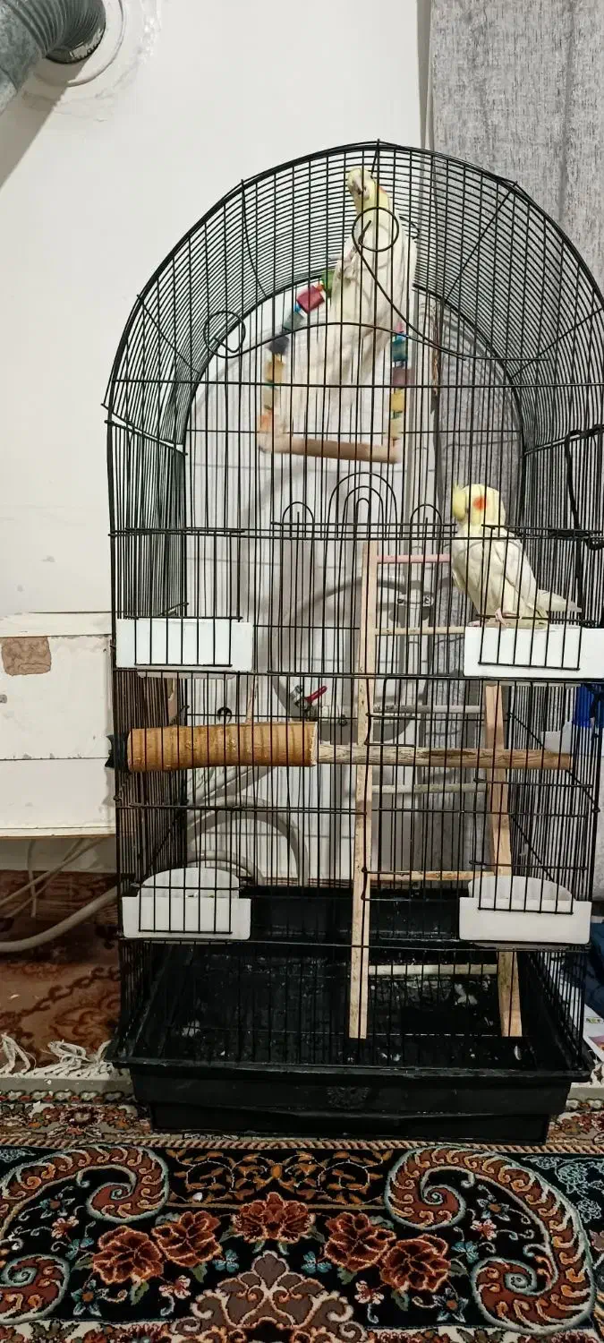 عروس هلندی|پرنده|قرچک, مجتمع مسکونی طبیعت|دیوار