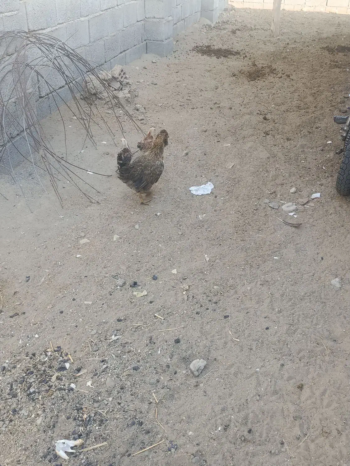 مرغ با دو جوجه دو ماه|حیوانات مزرعه|فاریاب, |دیوار