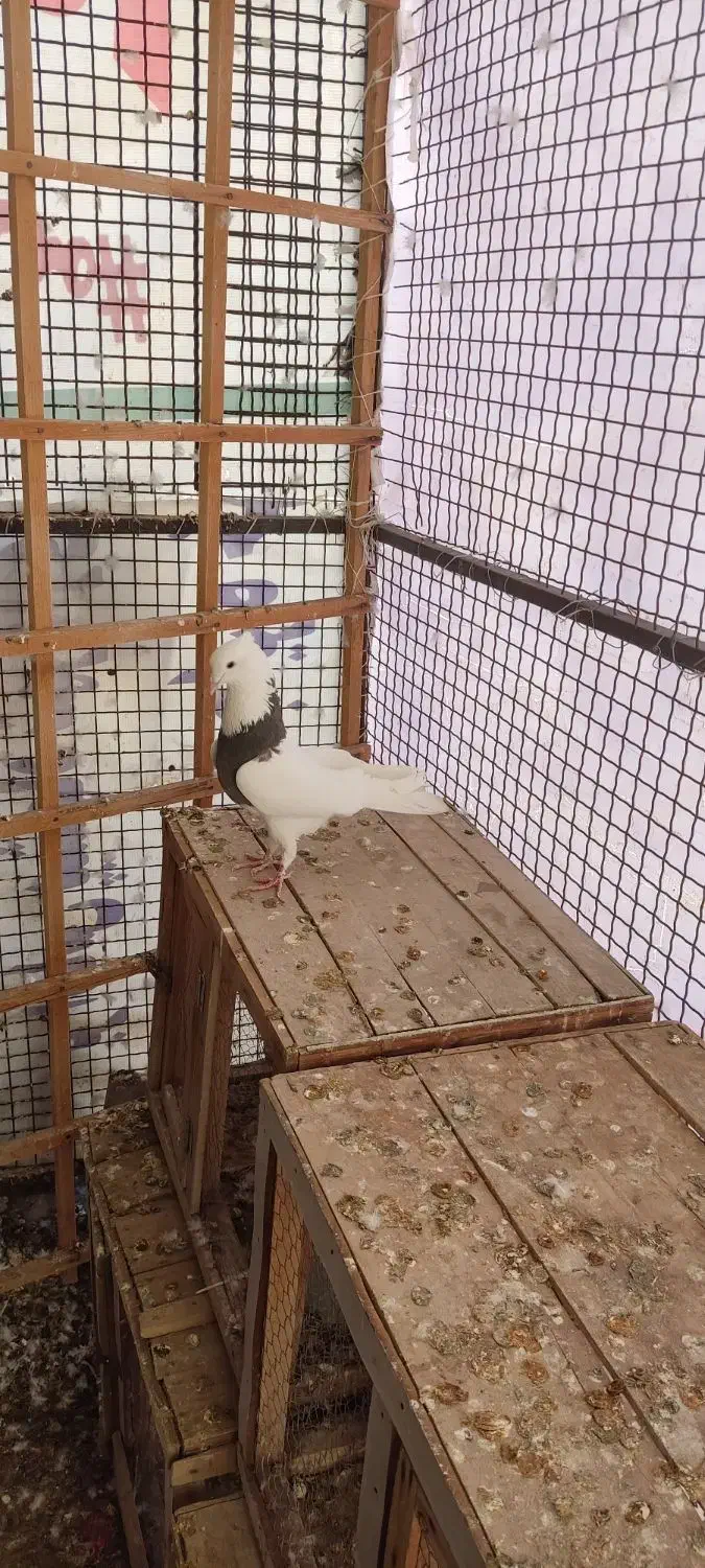 کبوتر|حیوانات|ایلام, |دیوار