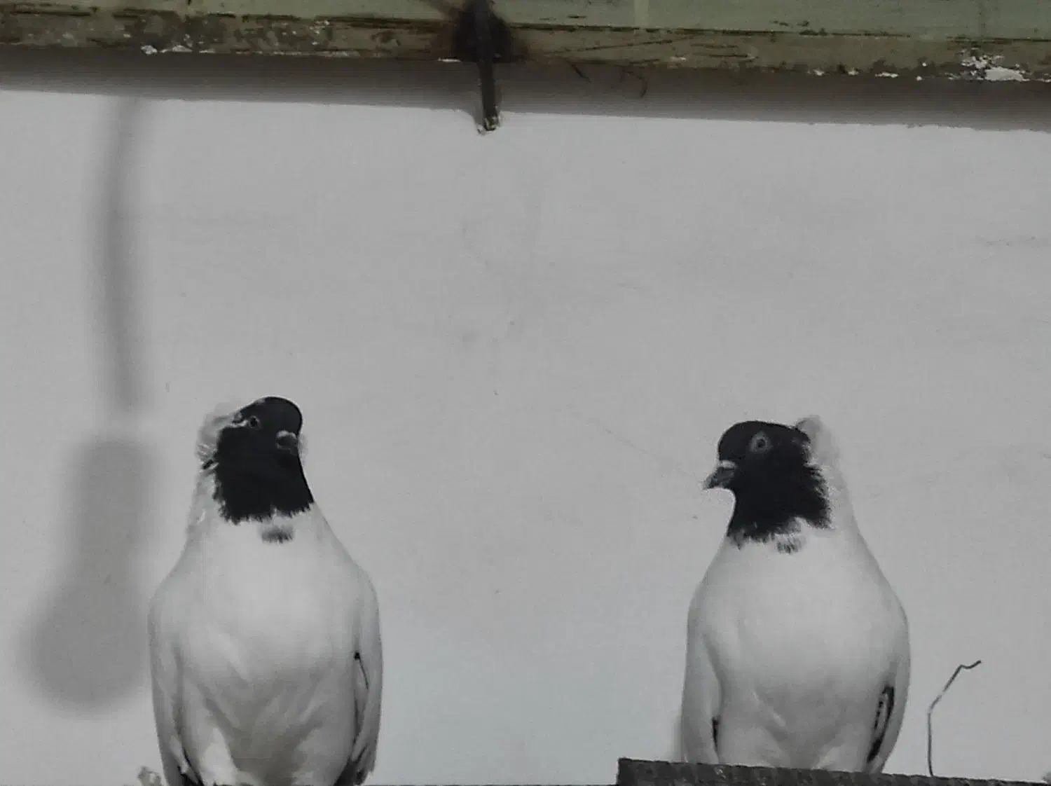 کفتر پرستویی|پرنده|سربیشه, |دیوار