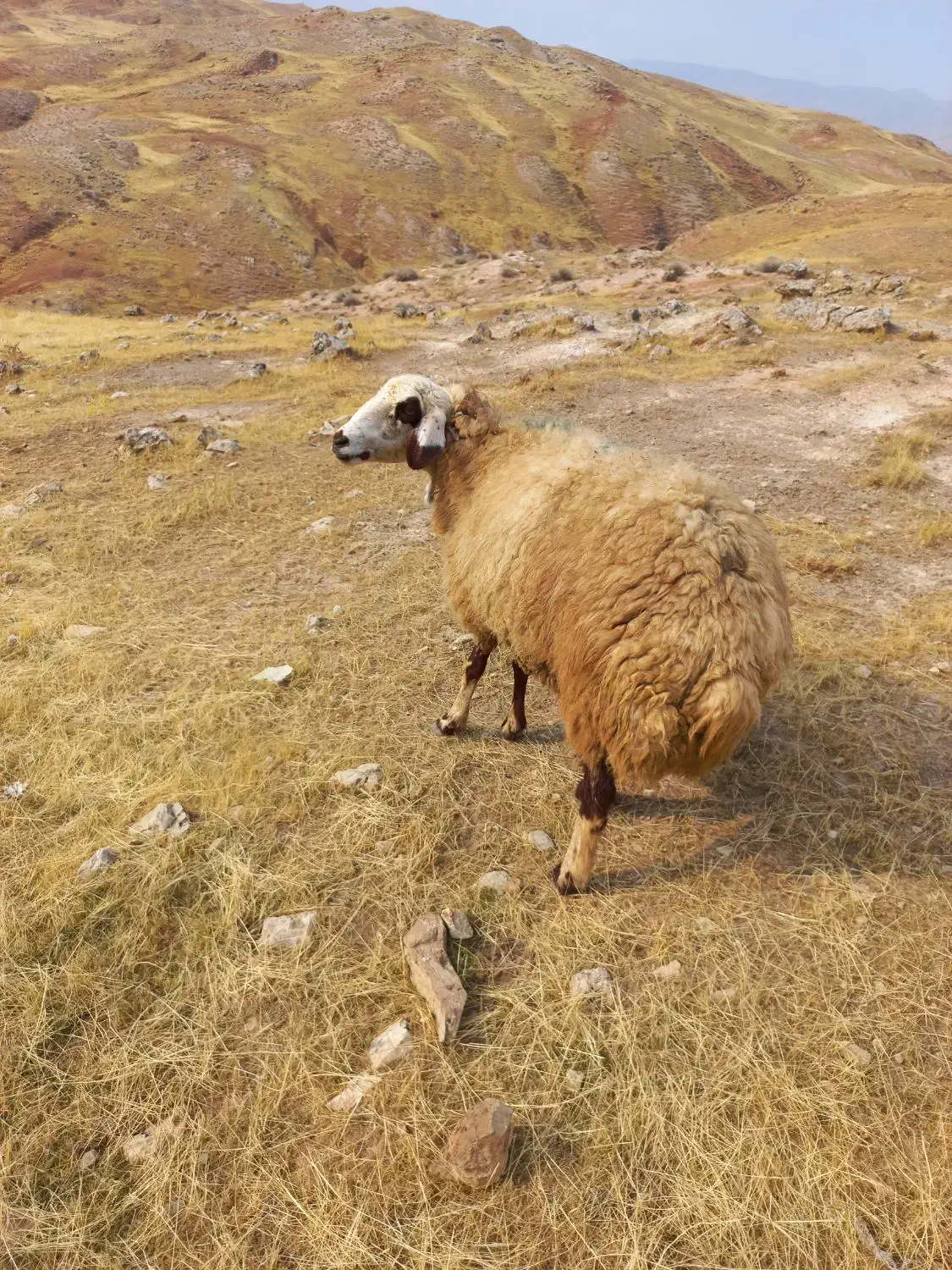 گوسفندداشتی وچاق|حیوانات مزرعه|پلدختر, |دیوار