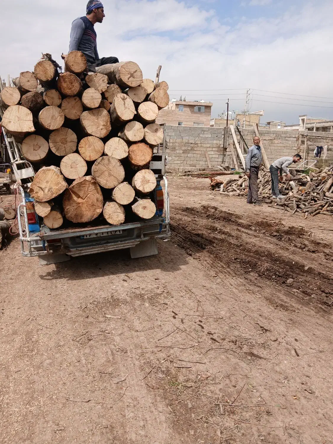 خرید انواع چوب|خدمات باغبانی و درختکاری|شیراز, گویم|دیوار