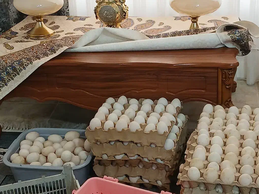 تخم غاز نطفه دار واردک|حیوانات مزرعه|ساری, |دیوار