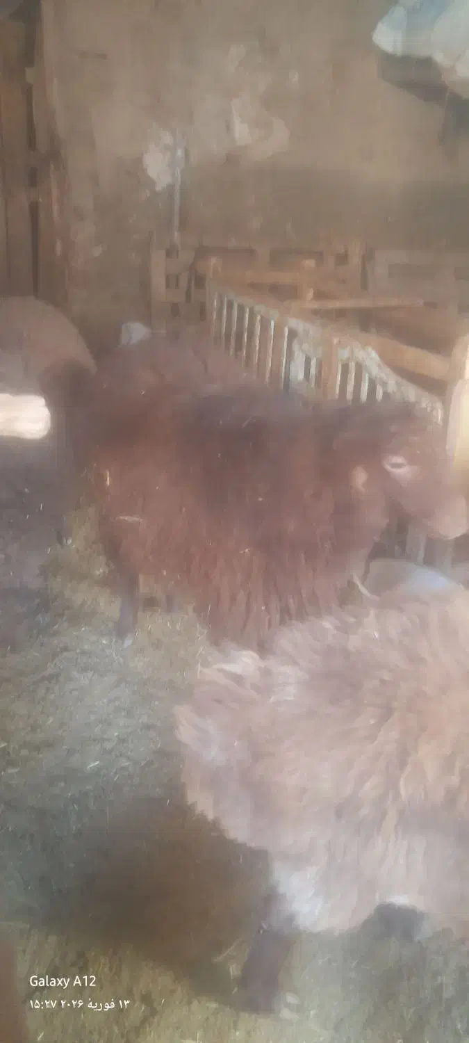 بره نر و|حیوانات مزرعه|نیشابور, جمهوری|دیوار