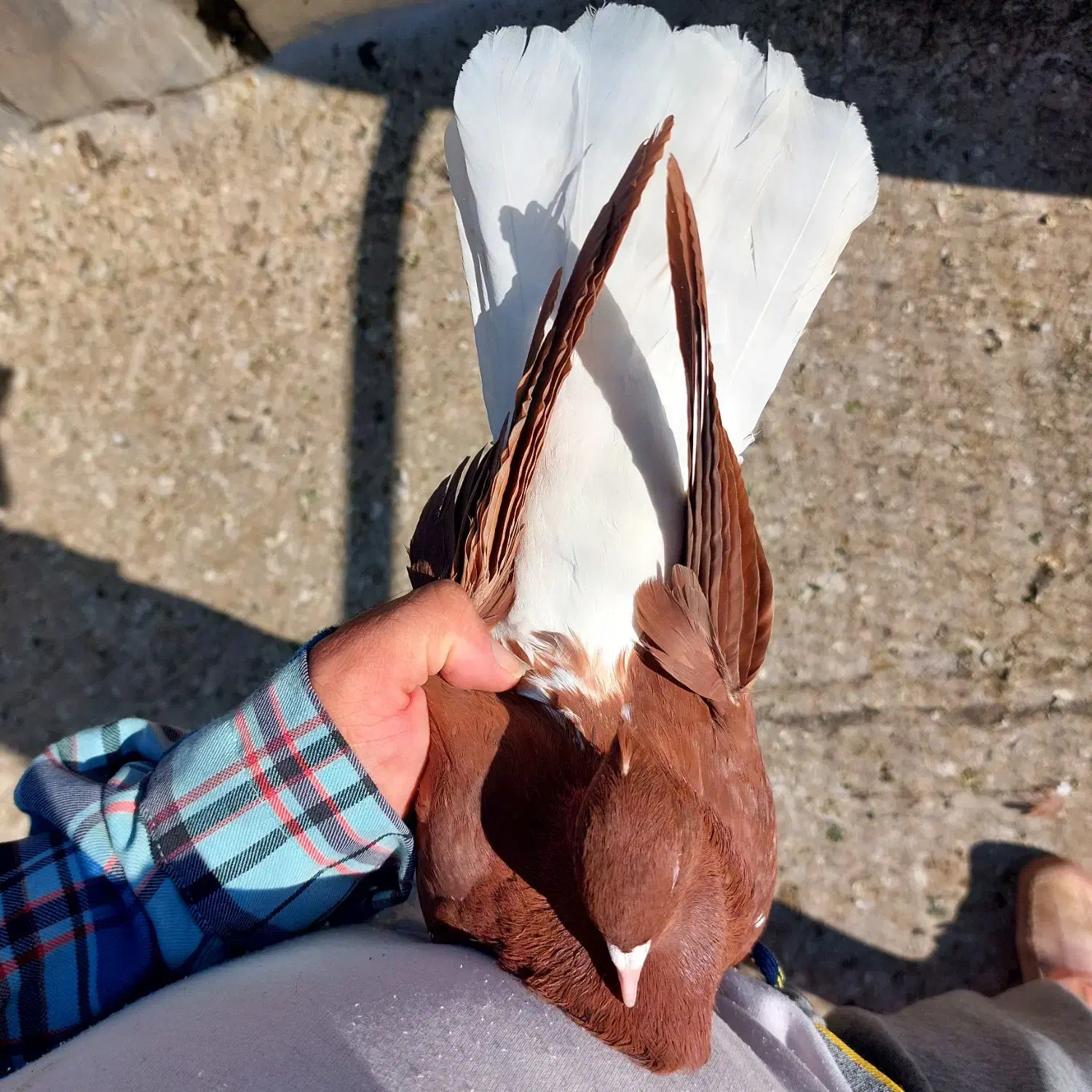 سه تا ماده عروسک|پرنده|قزوین, |دیوار