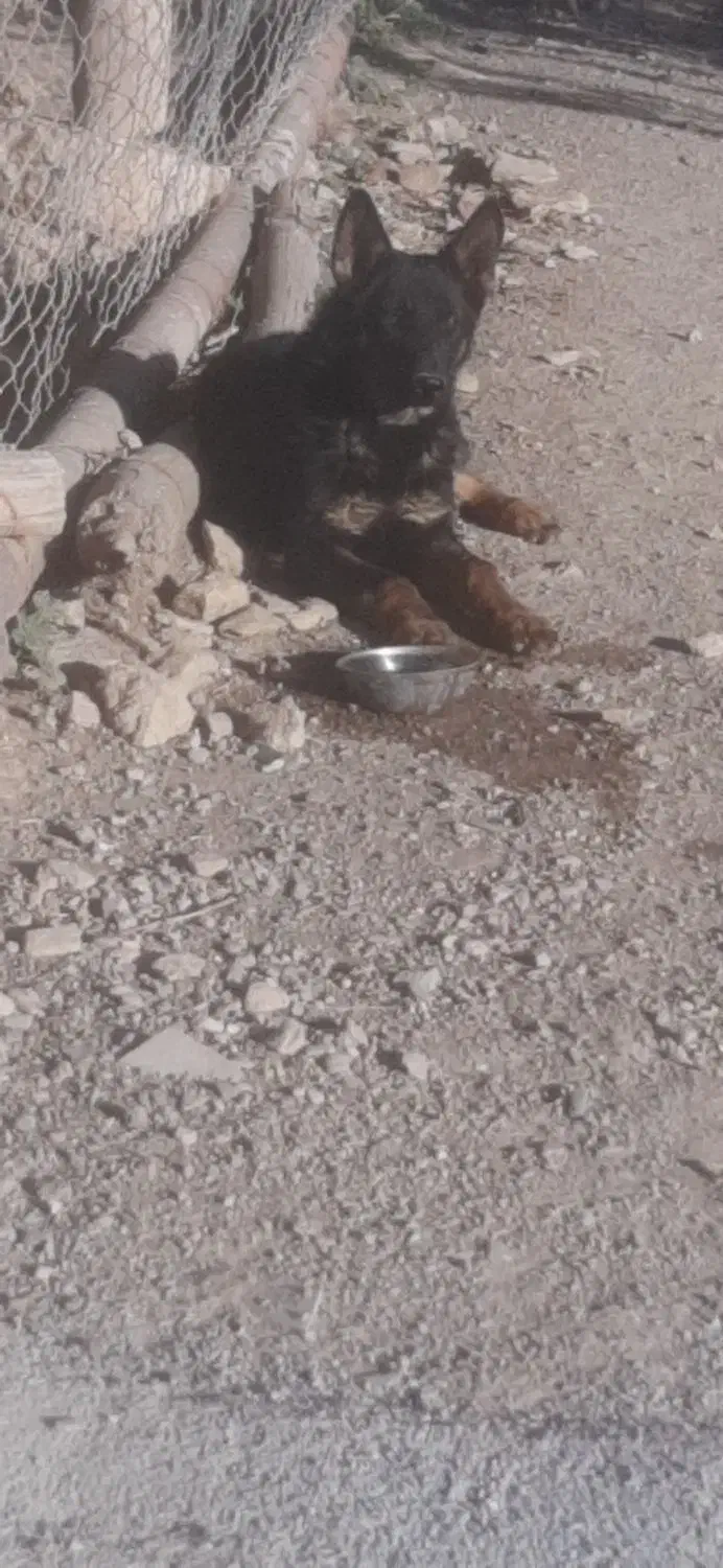 ژرمن شپر یازده ماهه|سگ|لالجین, |دیوار