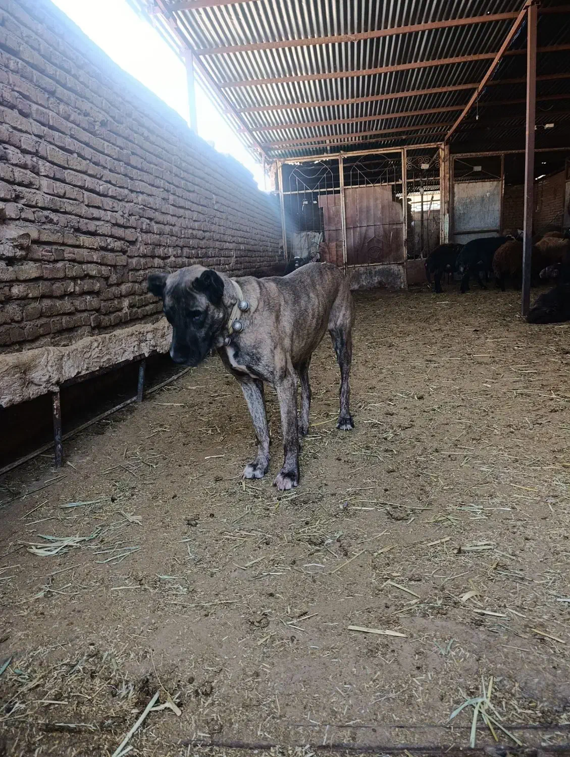 سگ ماده|سگ|نصر آباد, |دیوار