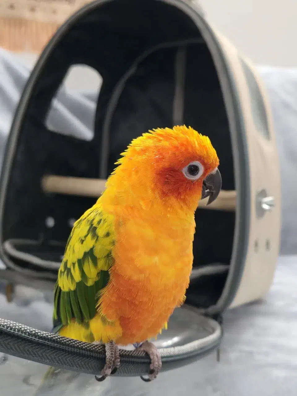 خورشیدی ماده دستی|پرنده|قم, بکایی|دیوار