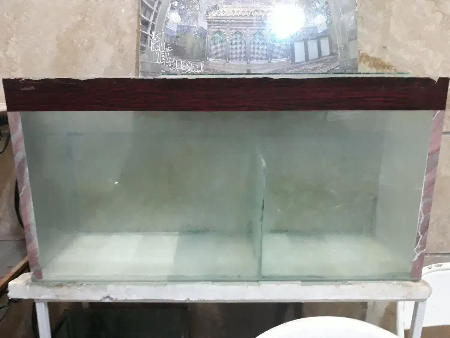 ۲۰ عدد بچه فلاورباکس دونه ای ۱۰ تومن|ماهی|مشهد, گوهرشاد|دیوار