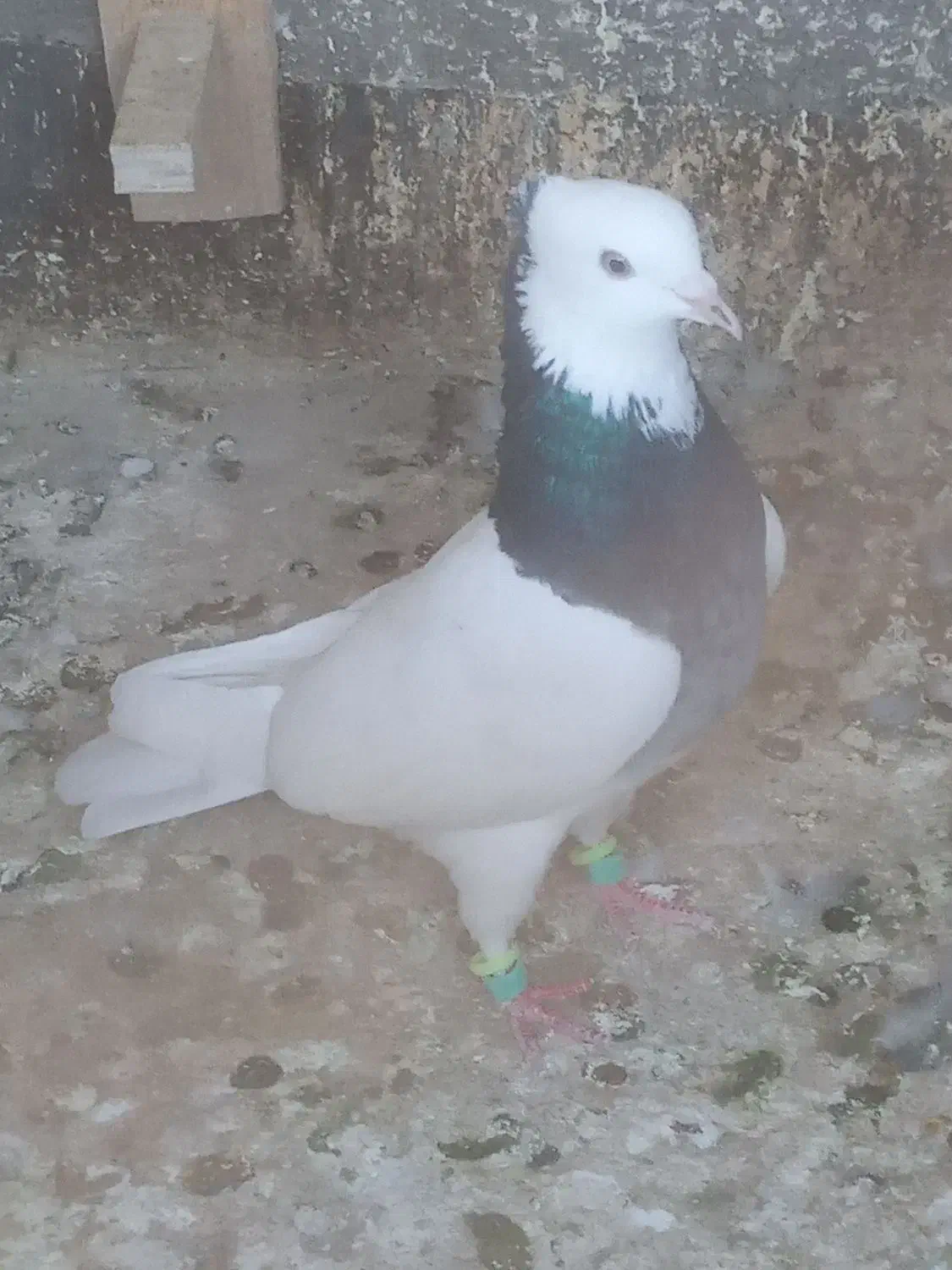 کبوتر صیداوقون طوقی|پرنده|مشهد, شهید قربانی|دیوار