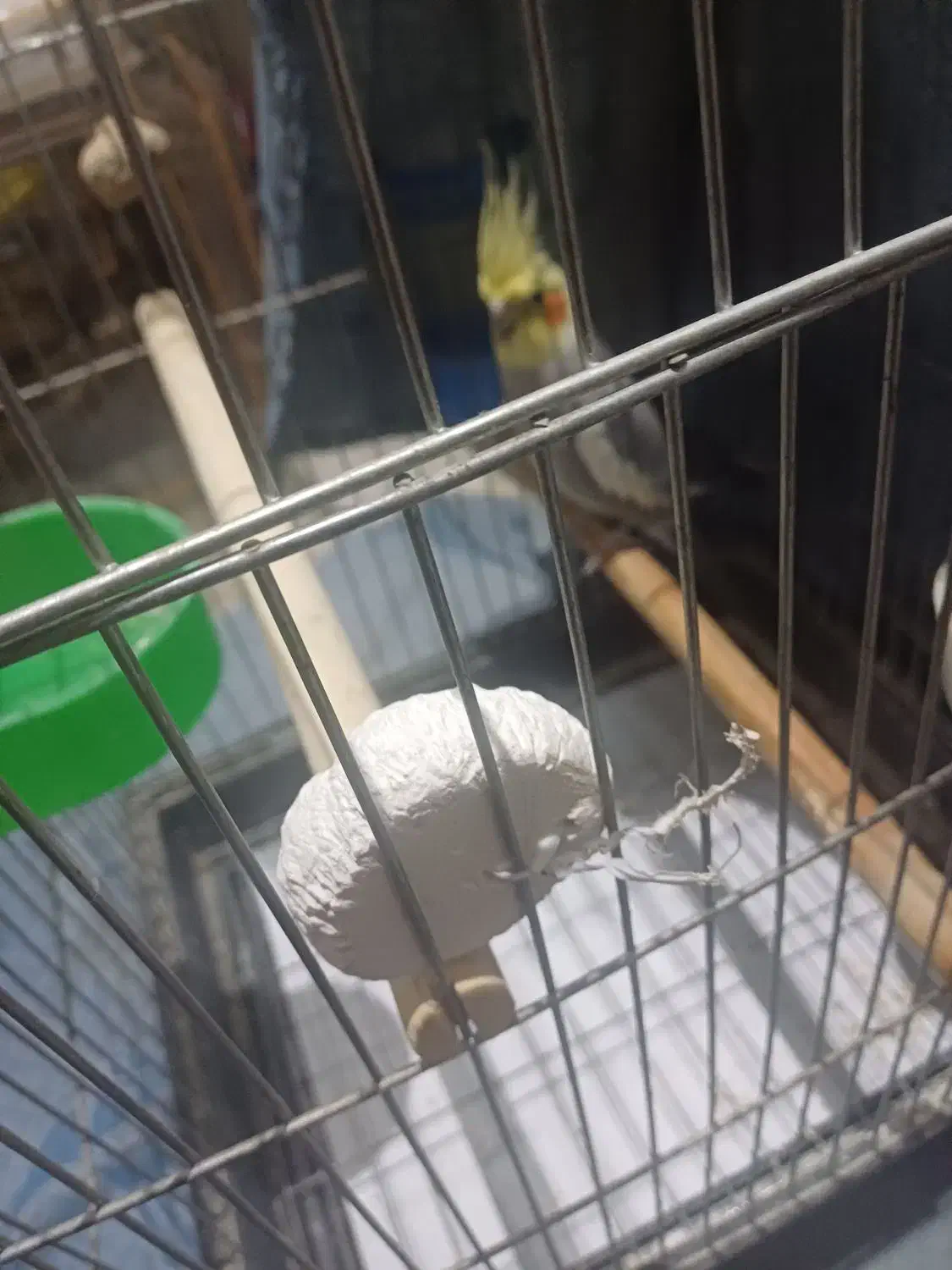 عروس هلندی نر سخنگو|پرنده|ری, علایین|دیوار