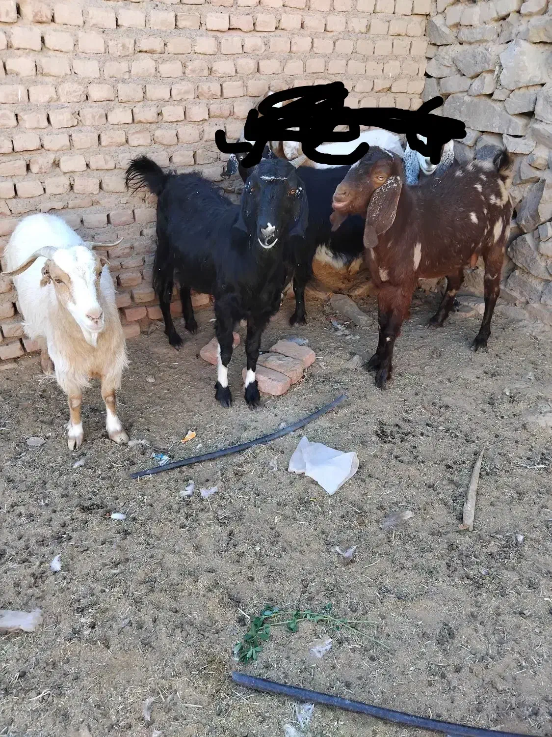 گوسفند بز فروش|حیوانات مزرعه|بیرجند, |دیوار