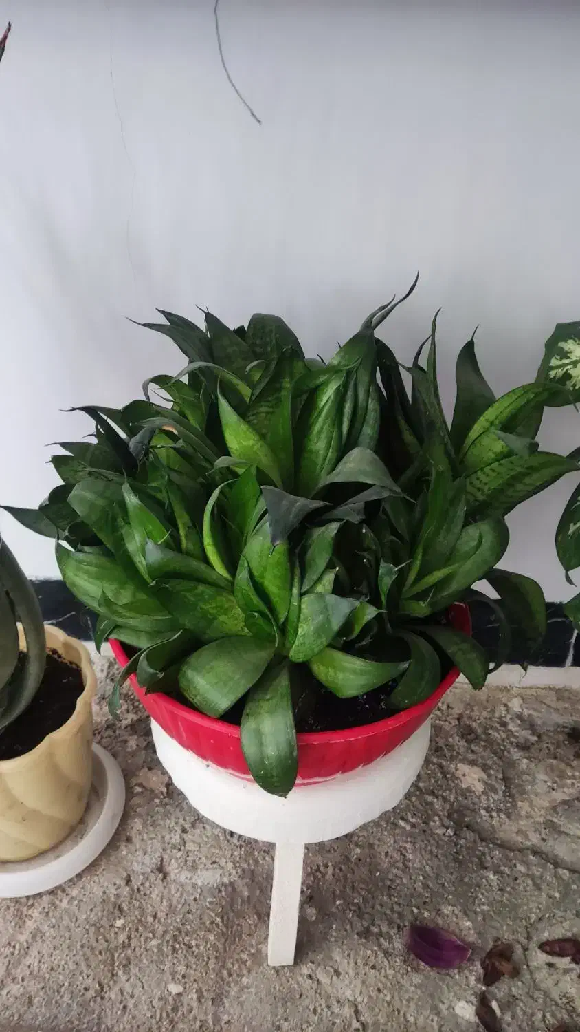 گل هایه زیبا|گل و گیاه طبیعی|جوانرود, |دیوار