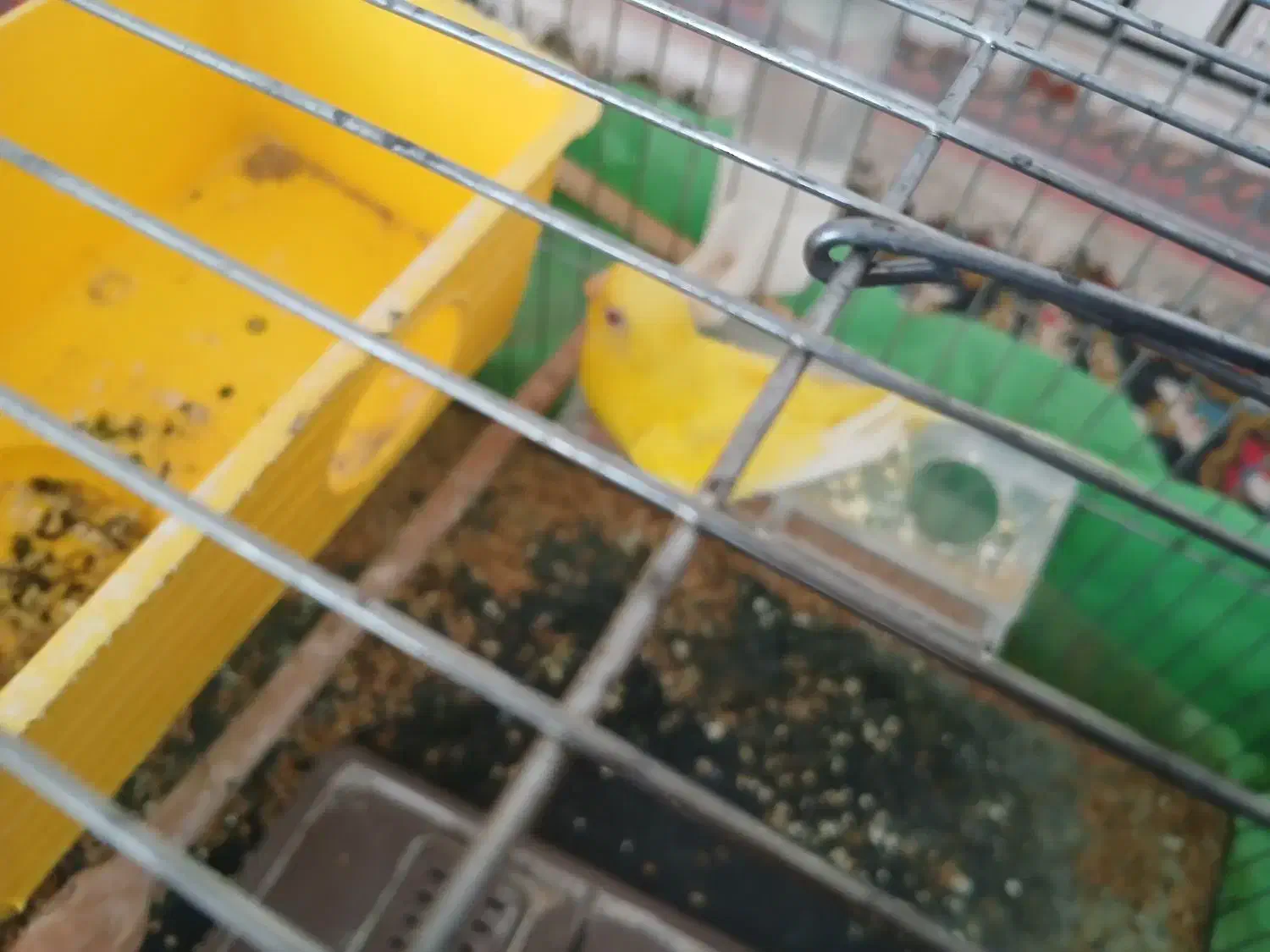 مرغ عشق روستای زراقلی|پرنده|رامهرمز, |دیوار