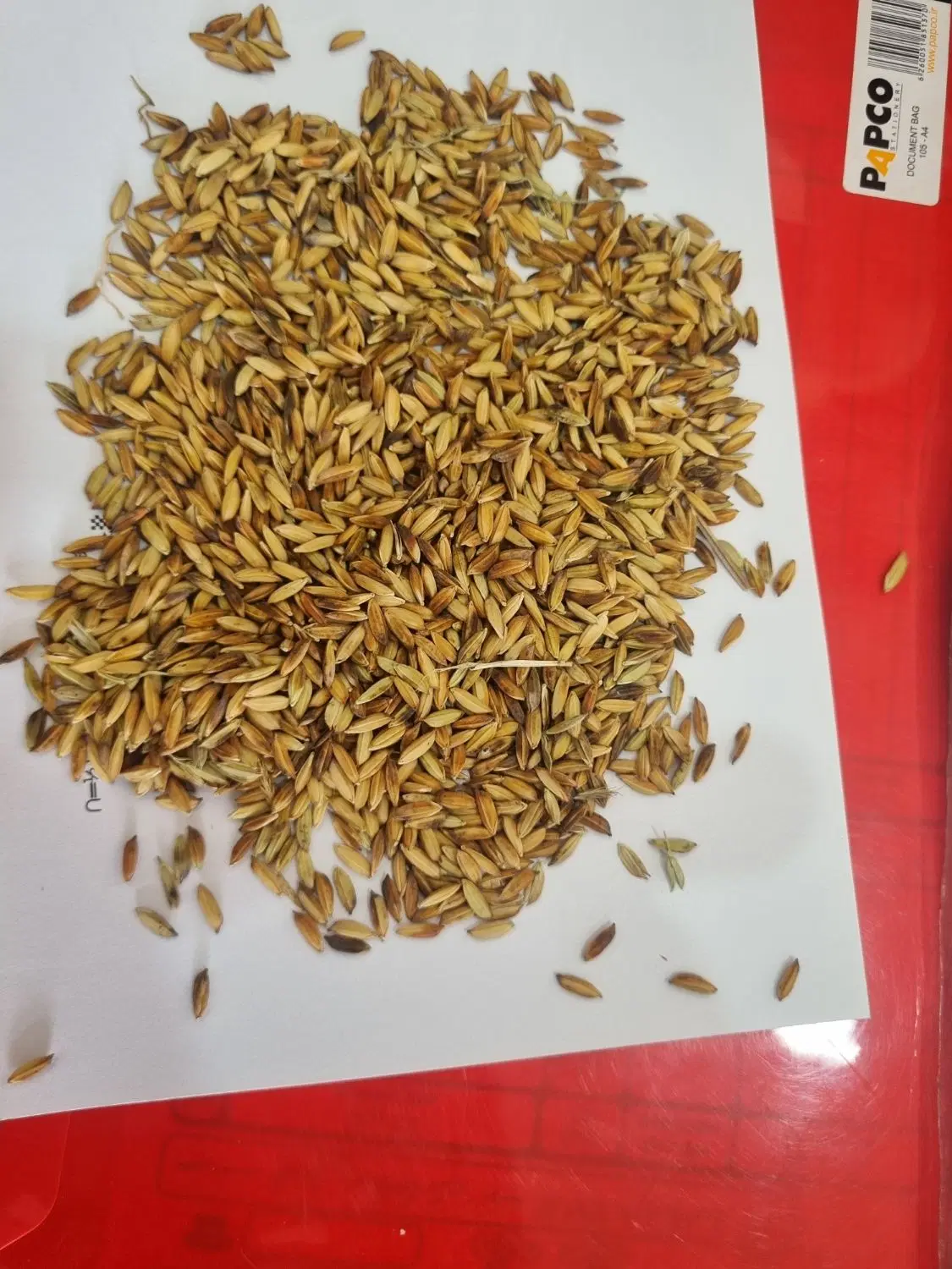 شلتوک|خدمات باغبانی و درختکاری|باوی, |دیوار