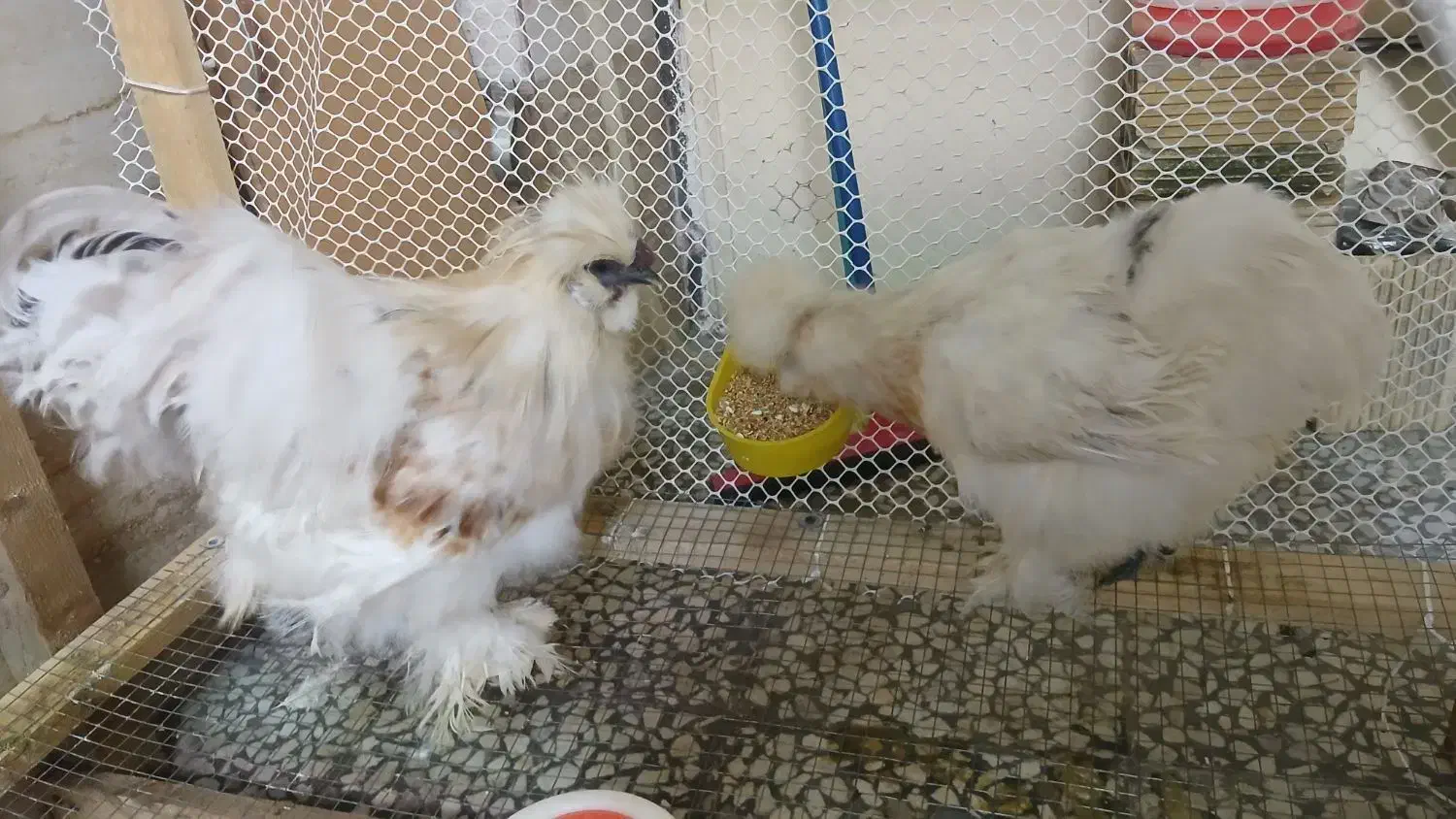 مرغ و خروس ابریشمی|حیوانات مزرعه|لاهیجان, کوی خزر|دیوار