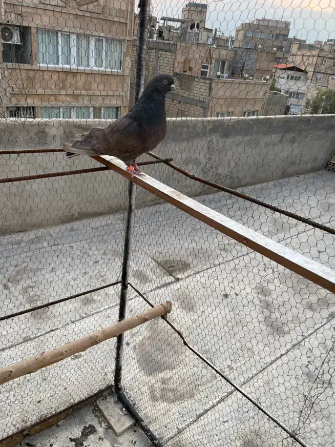 کبوتر سرور|پرنده|مشکین‌دشت, |دیوار