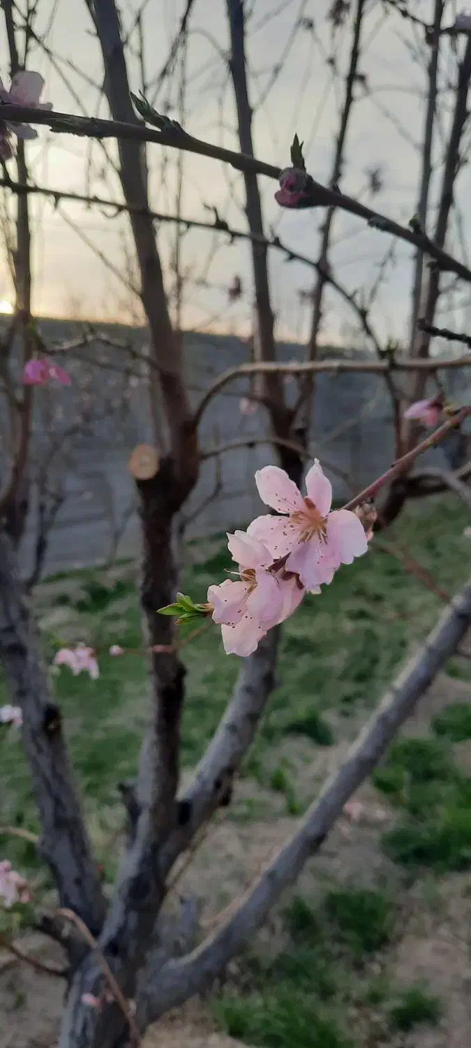 فروش باغ در محدوده ملکان|فروش زمین و ملک کلنگی|ملکان, |دیوار