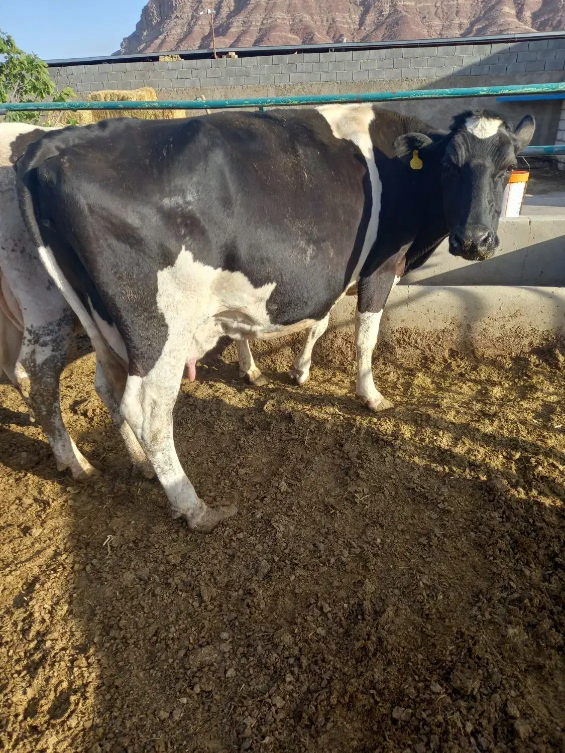 گاو|حیوانات مزرعه|تفت, |دیوار