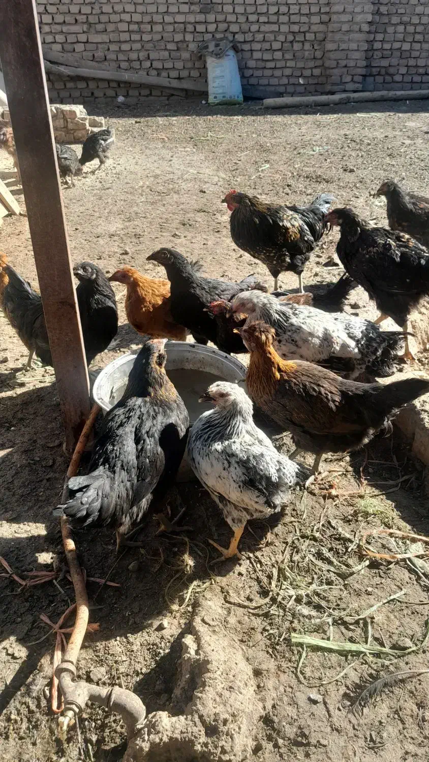 مرغ و خروس و تاخچه|حیوانات مزرعه|نیشابور, ده حلاج|دیوار