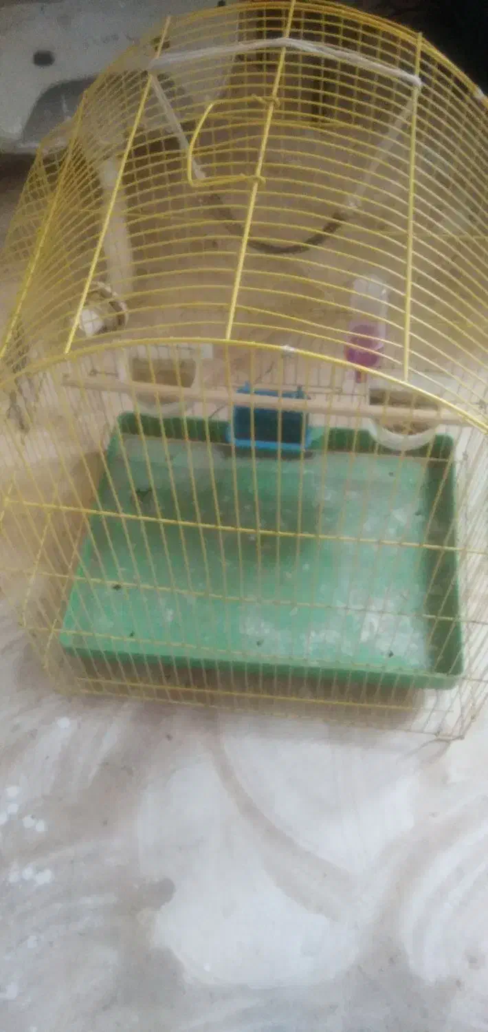 قفس پرنده|لوازم جانبی حیوانات|سلماس, |دیوار