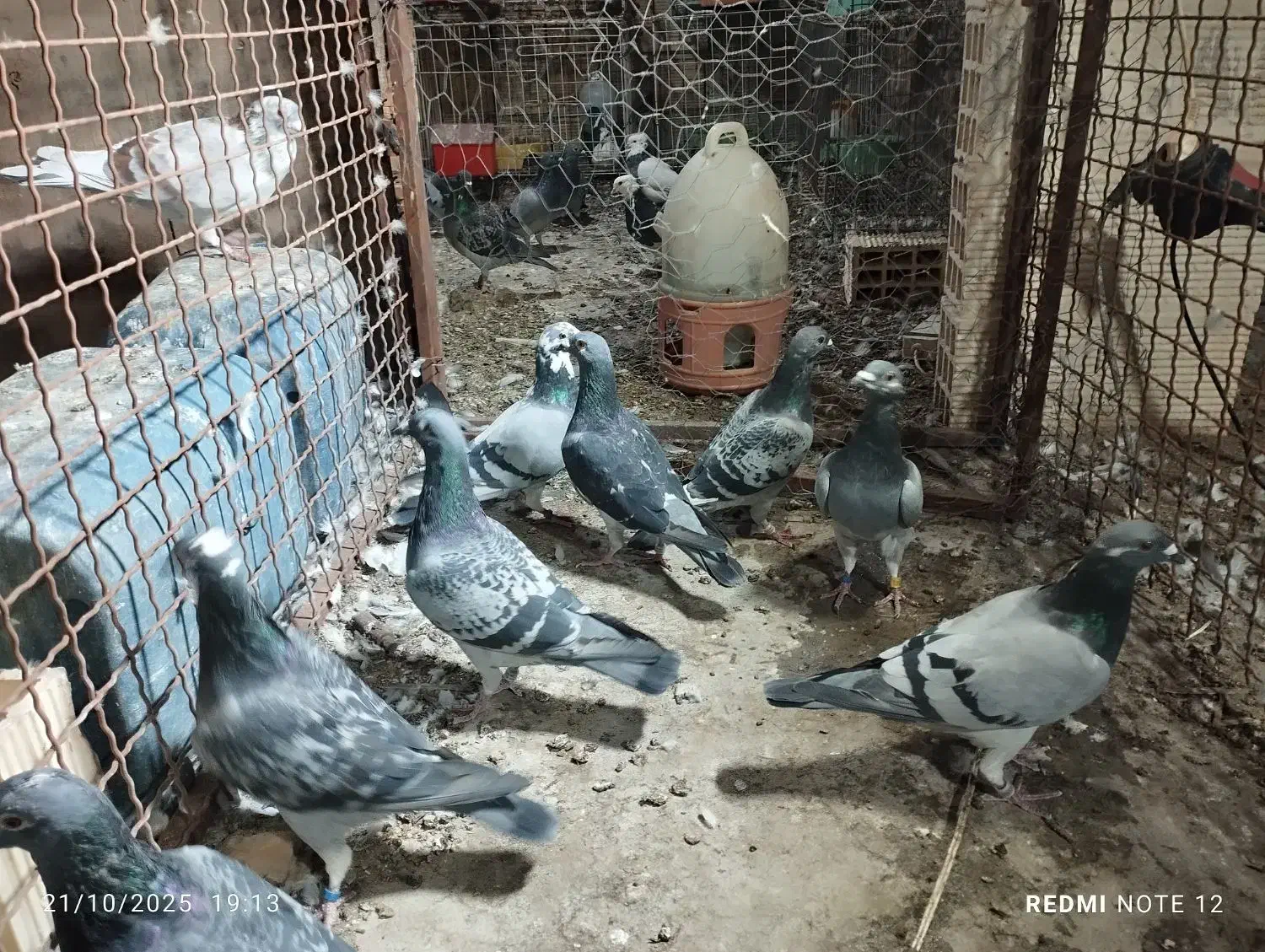 پلاکی|پرنده|چمران, |دیوار