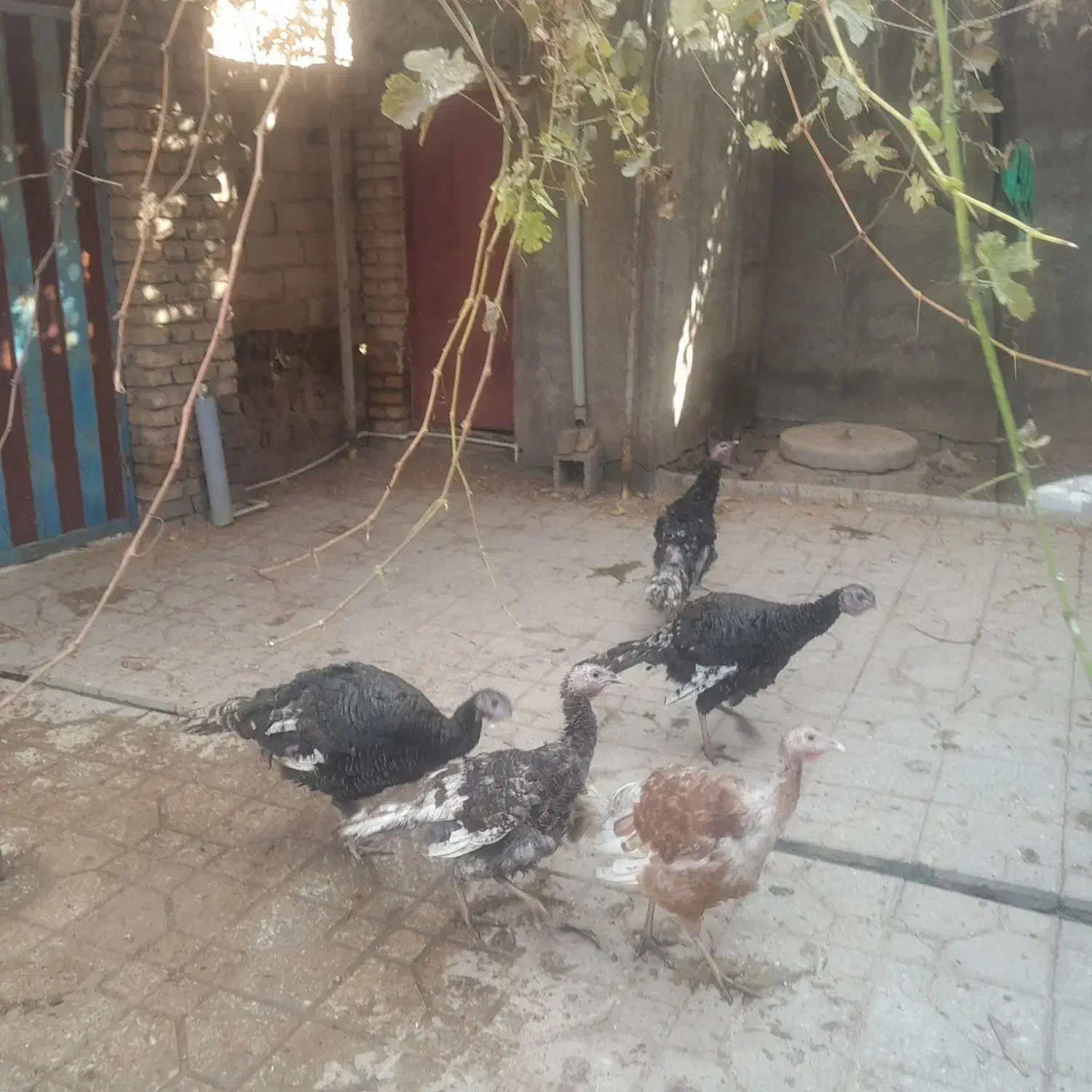 بوقلمون تخم گزار|حیوانات مزرعه|گیان, |دیوار