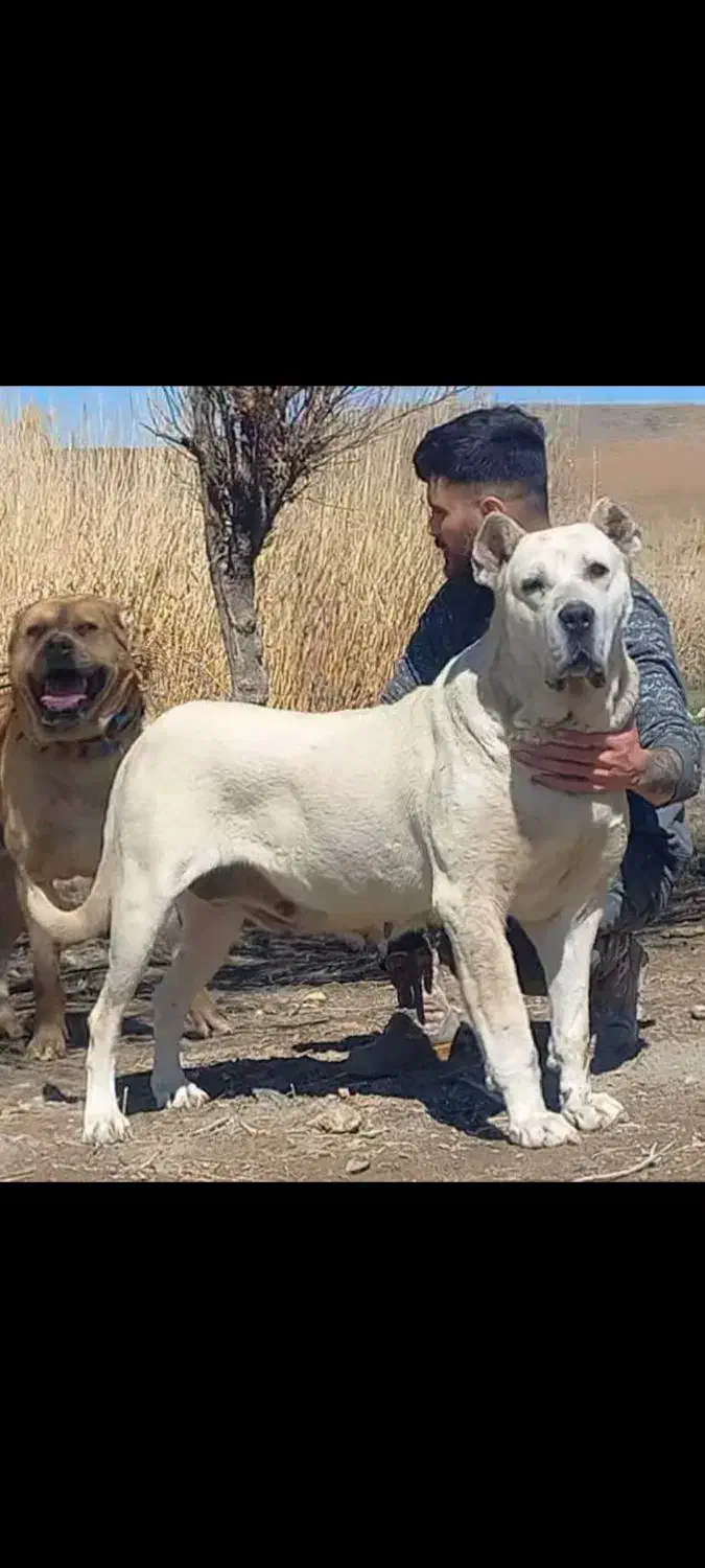 سگ ماده سرابی توله کشی|سگ|تربت‌حیدریه, بهزیستی|دیوار