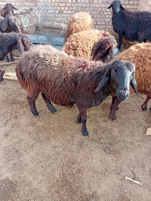 کاور افشاری اصل همه مایه دار|حیوانات مزرعه|تربت جام, میان جام|دیوار