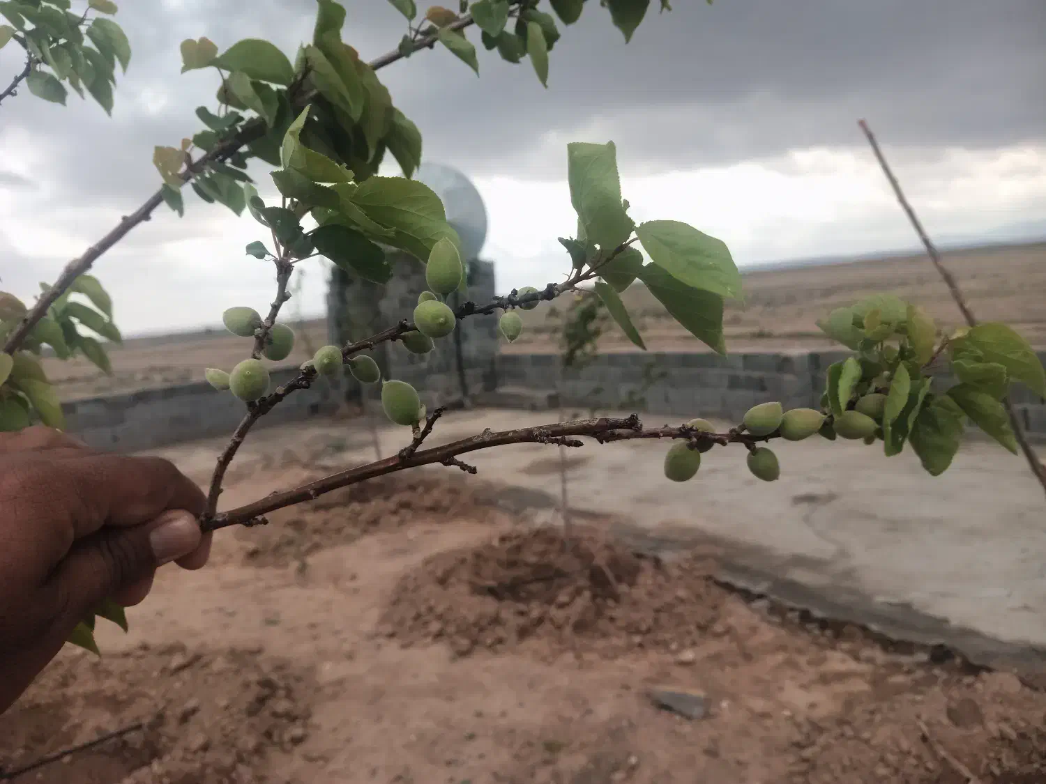 زمین فروشی دهنه۳۲در۶۳|فروش دفتر صنعتی، کشاورزی، تجاری|تربت جام, میان جام|دیوار