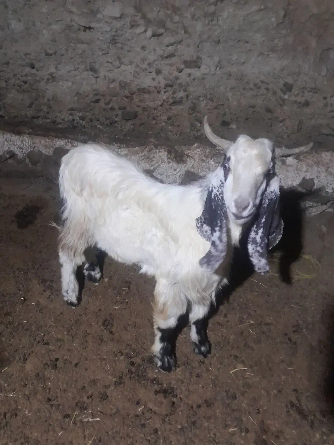 بز نر عراقی قی۱۸۰۰۰|حیوانات مزرعه|خاروانا, |دیوار