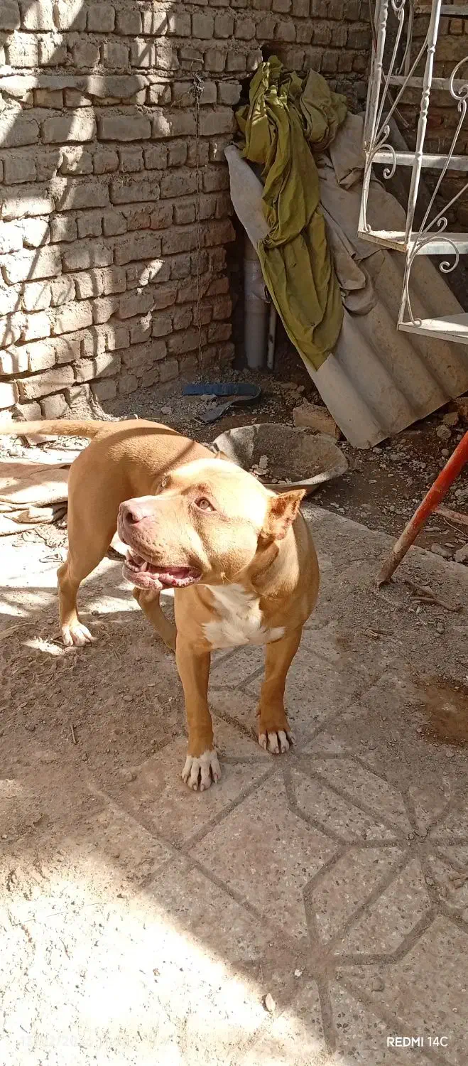 پیت بول|سگ|نیشابور, شهرک قدس|دیوار