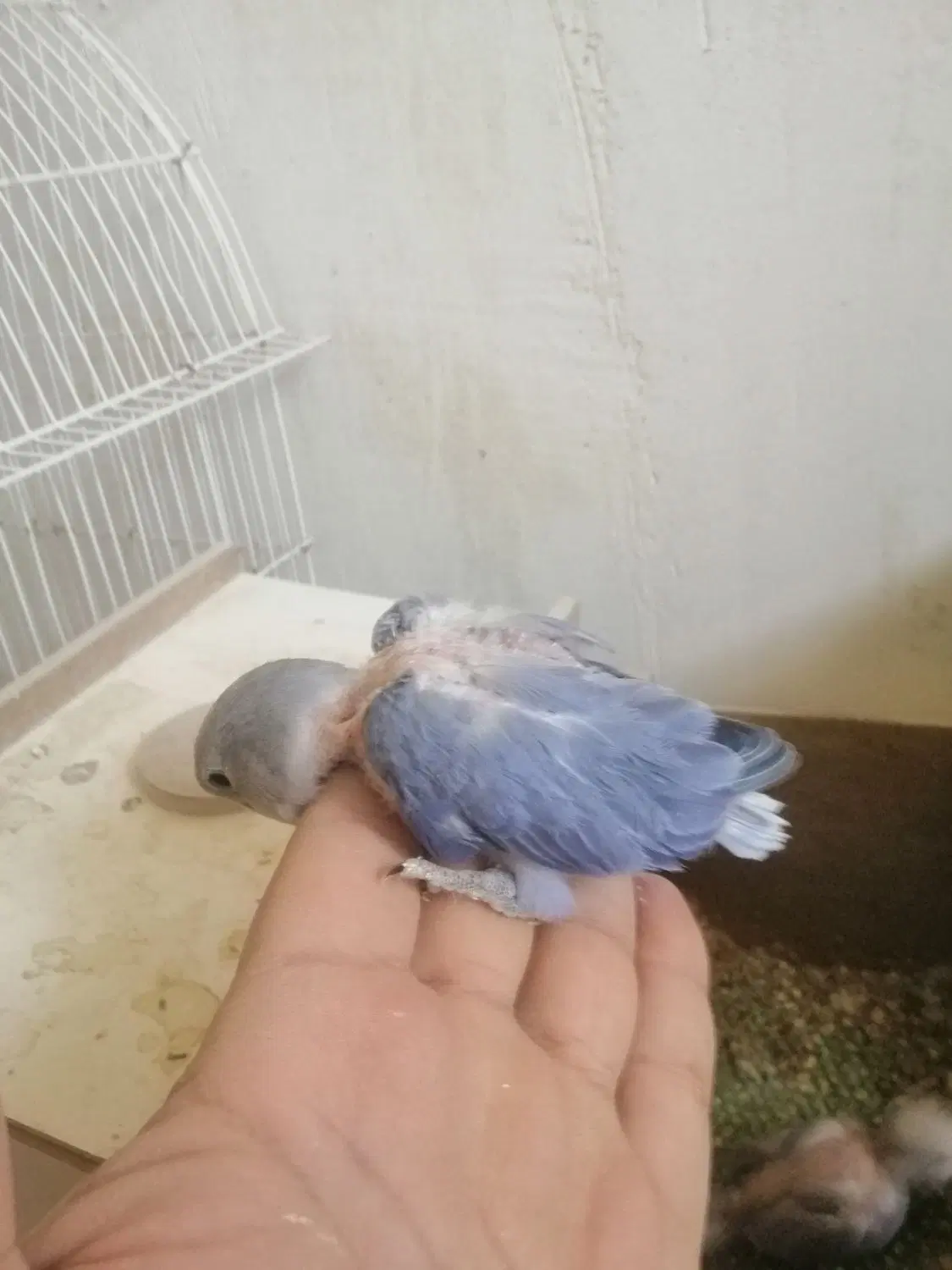 ط.طی|پرنده|مهاباد (آذربایجان غربی), |دیوار