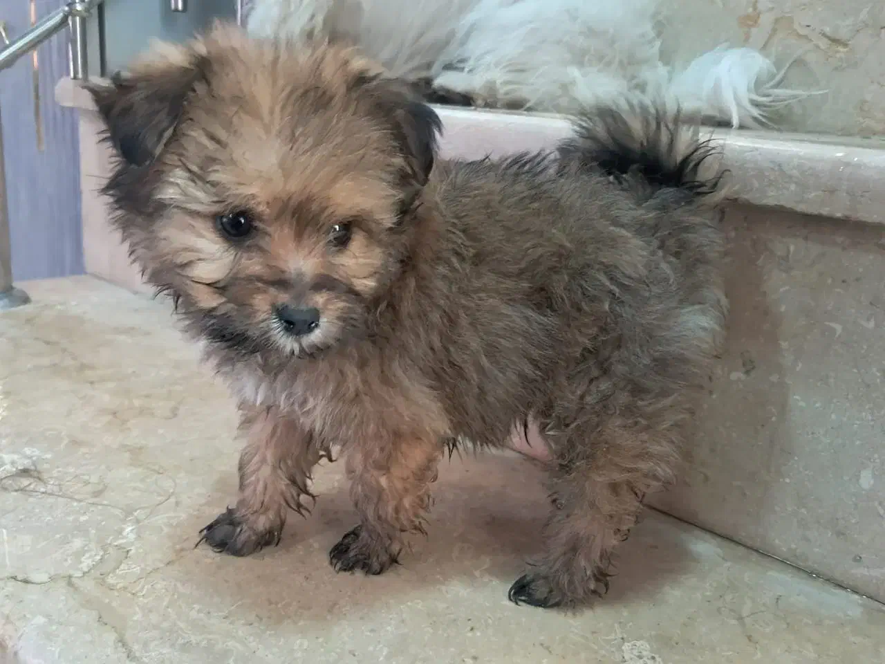 پاپی توله|سگ|شاهینشهر, حاجی آباد|دیوار