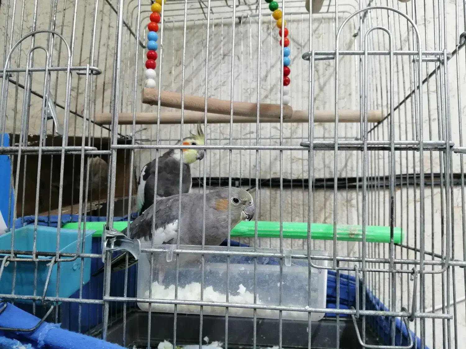 عروس هلندی نژاد آلپینو قیمت مناسب|پرنده|شاهین‌شهر, فردوسی|دیوار