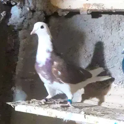 مجسمه تندیس ماکت کبوتر|مجسمه، تندیس، ماکت|زابل, |دیوار