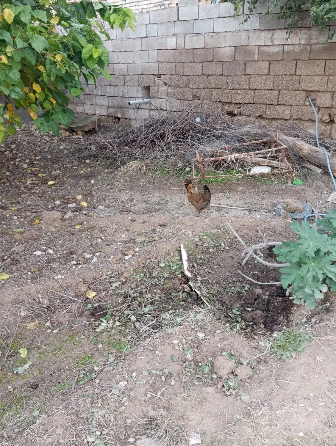 مرغ گلین تخم گذار|حیوانات مزرعه|گتوند, |دیوار