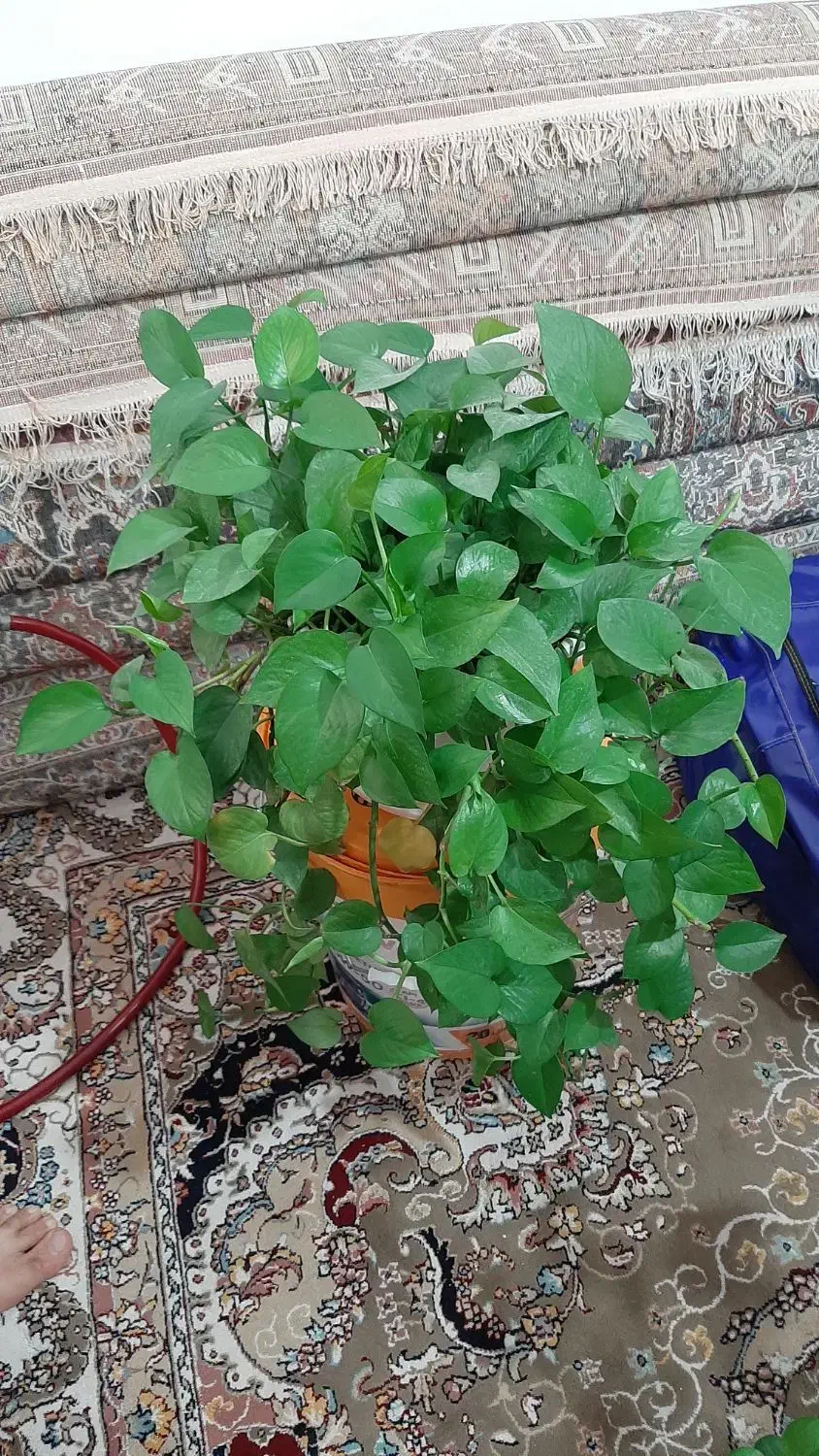 گلهای زیبا|گل و گیاه طبیعی|کوهدشت, |دیوار